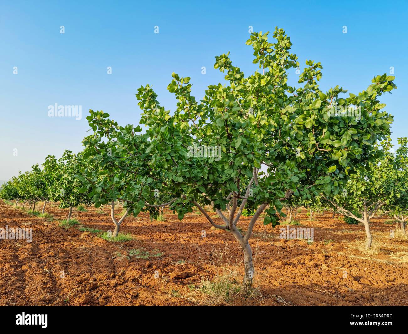 Pistachio tree orchard in spring, pistachios farm Stock Photo Alamy
