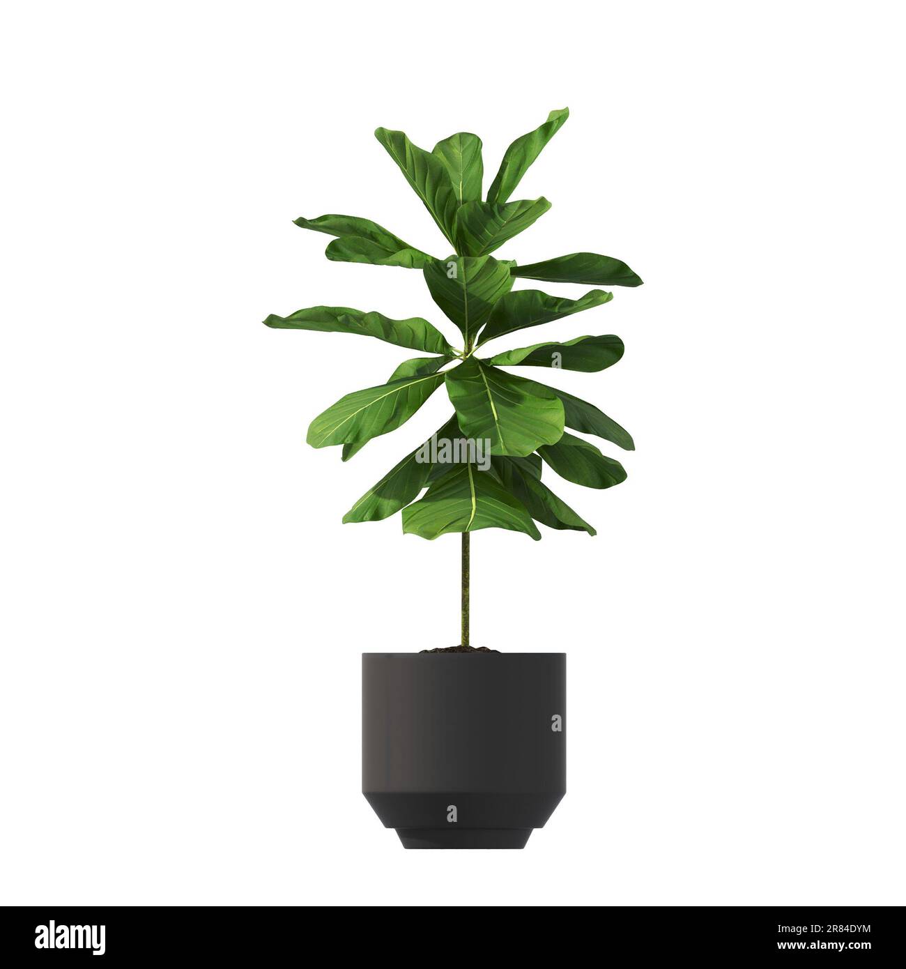 decorative flower in a pot isolated on white background, 3D ...