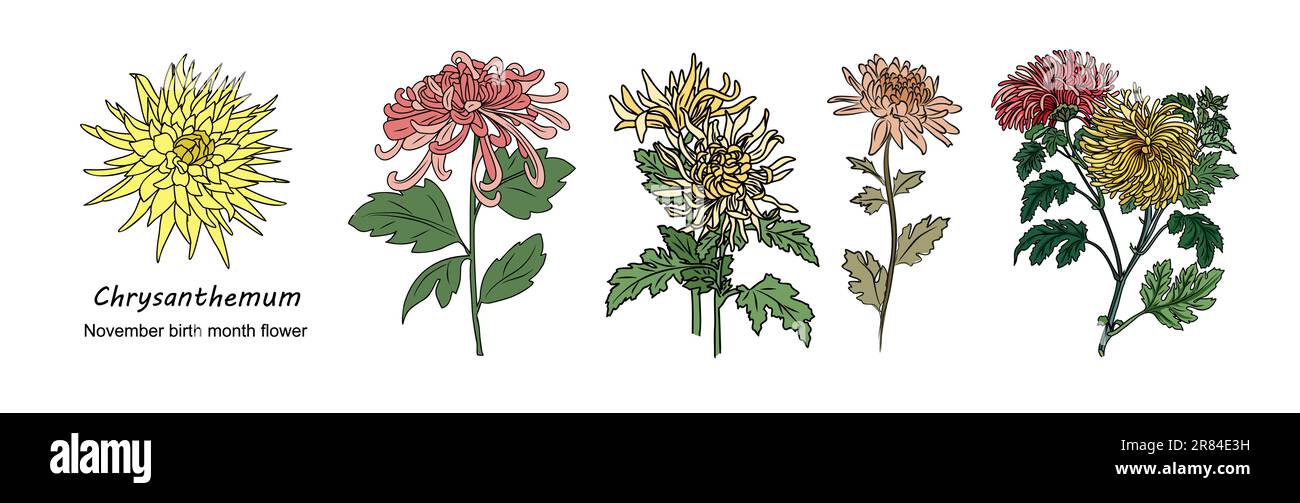 Chrysanthemum Birth month flower vector color art  Stock Vector