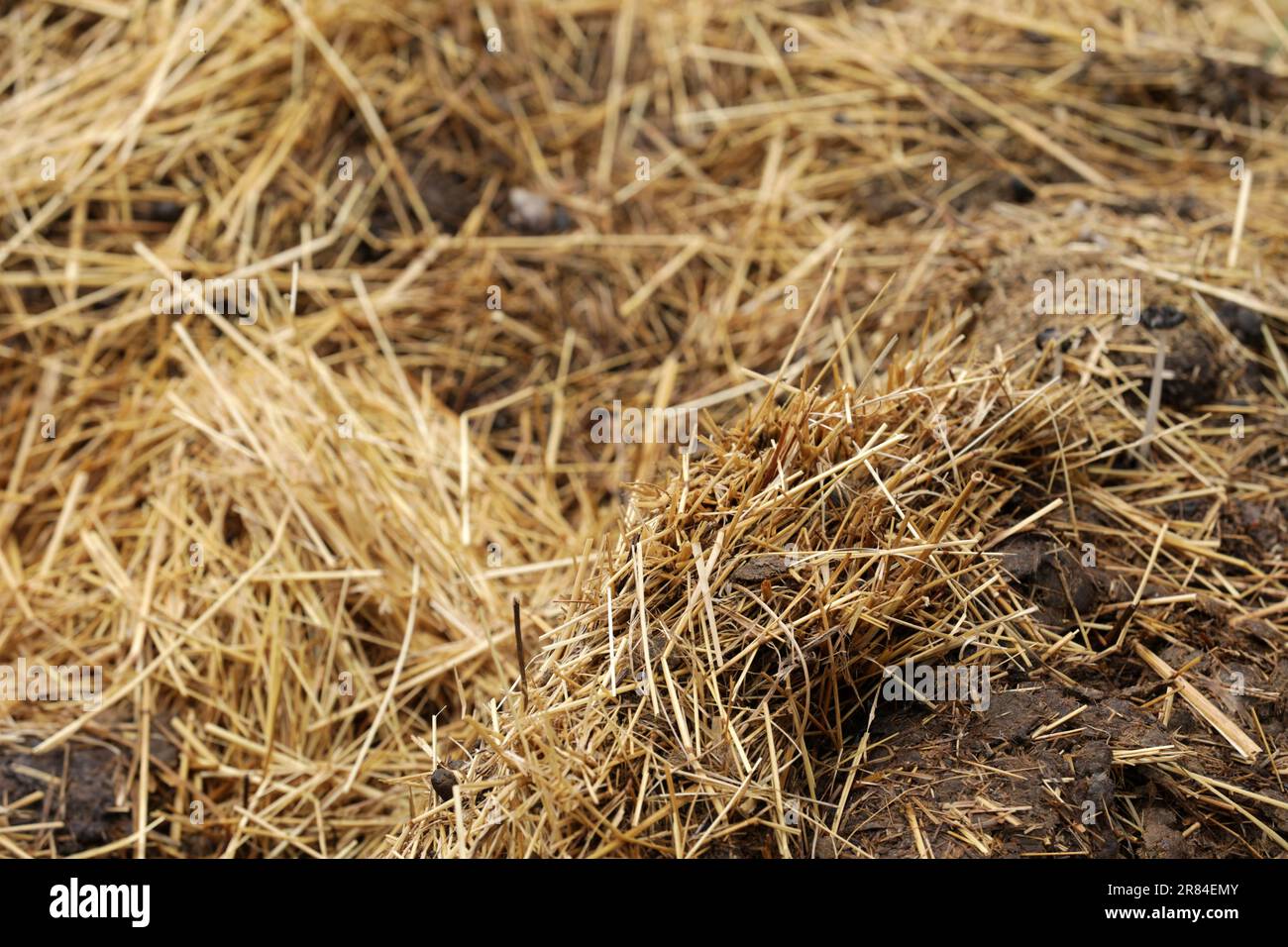 Horse manure Horse droppings dung in a field Stock Photo Alamy
