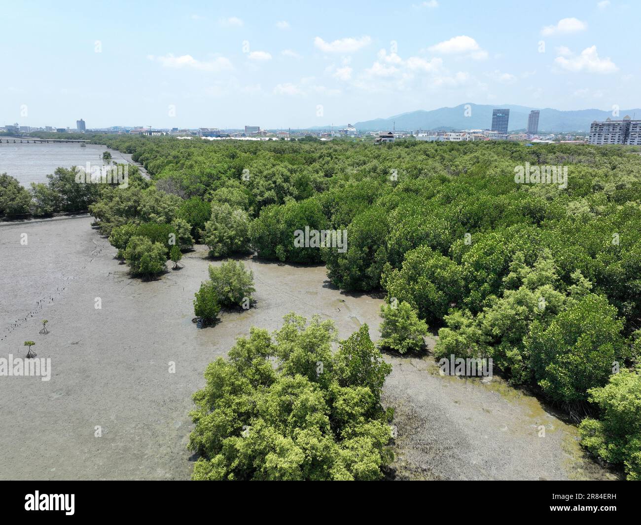 Green mangrove forest capture carbon dioxide. Net zero emissions