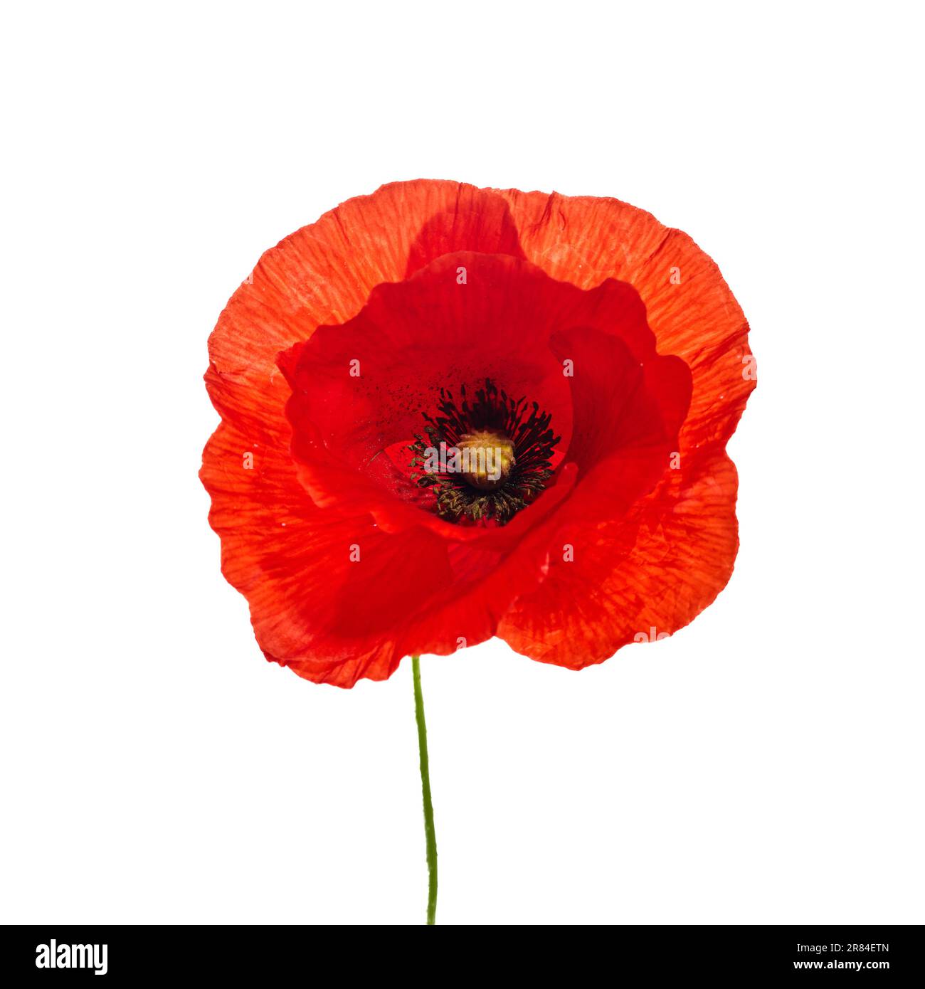 Bright red poppy flower isolated on white background Stock Photo - Alamy
