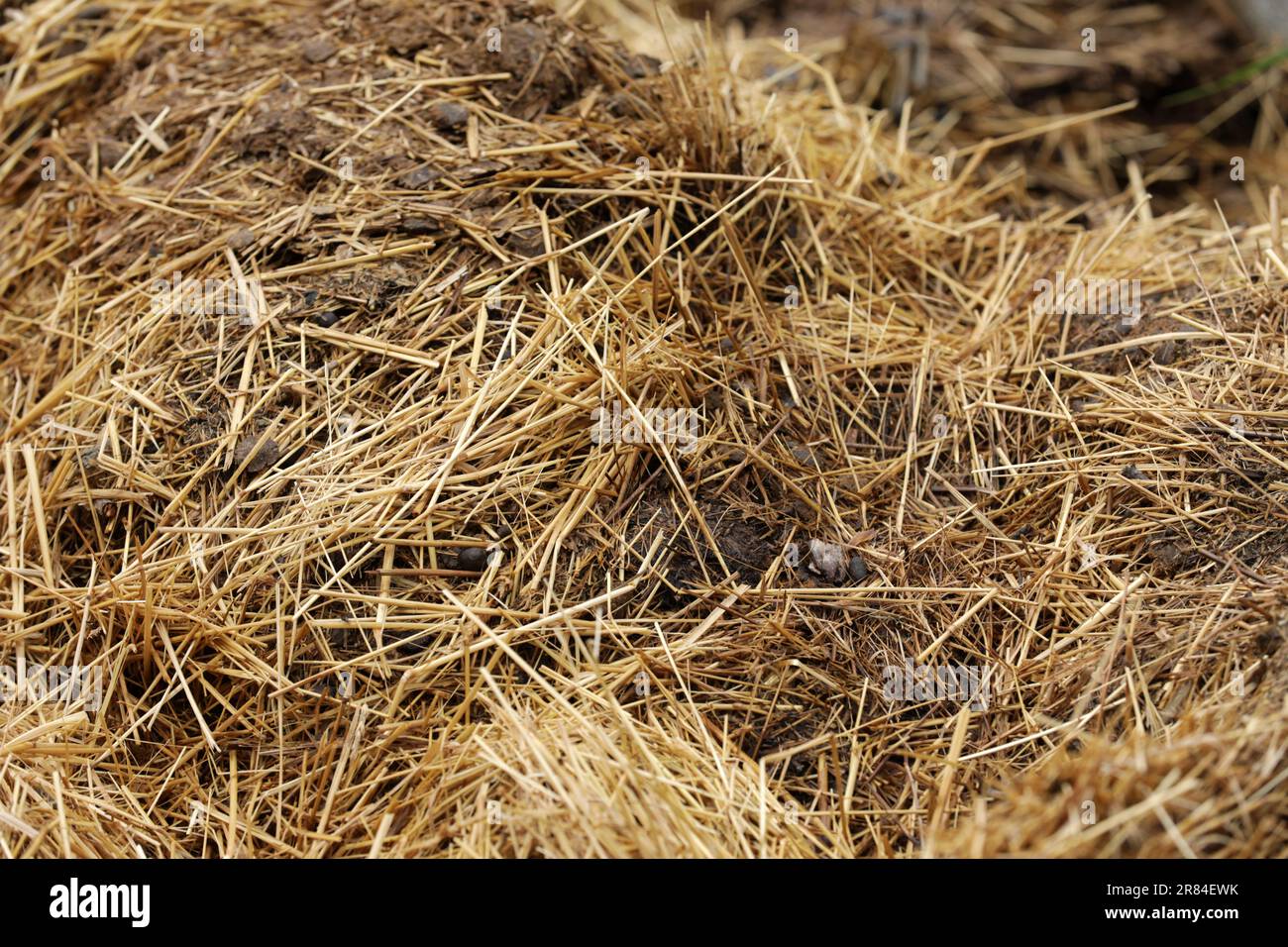 Horse manure Horse droppings dung in a field Stock Photo Alamy