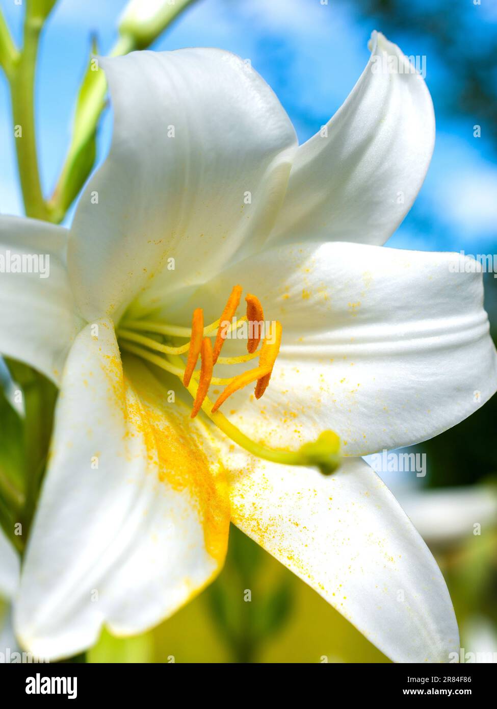 White Lily in flower - France. Stock Photo