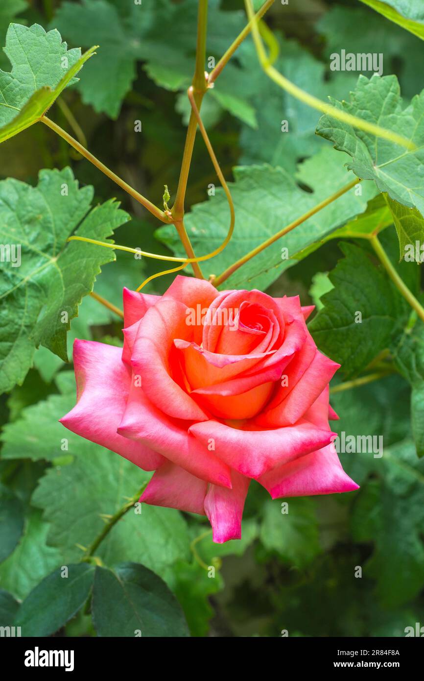 Pink rose in flower - France. Stock Photo