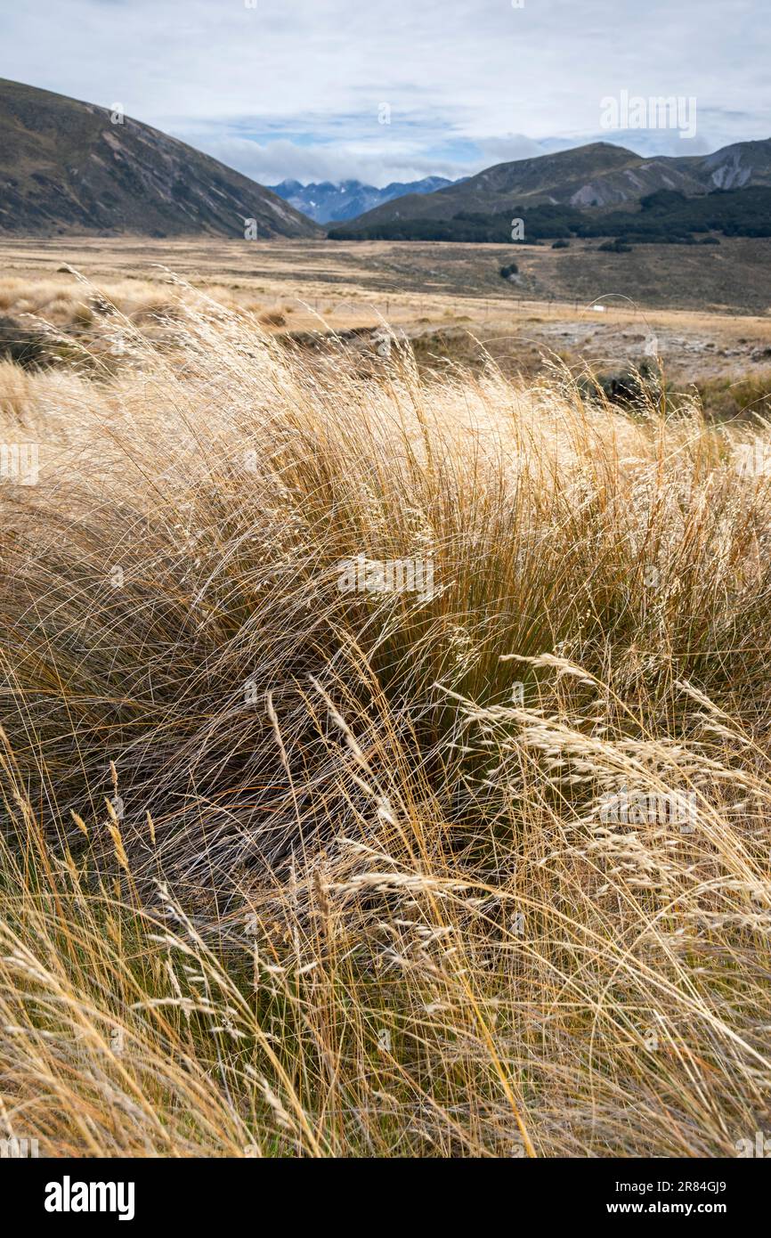 Tussock covered plains and mountains, Lake Tennyson, near Hanmer Springs, Canterbury,South Island, New Zealand Stock Photo