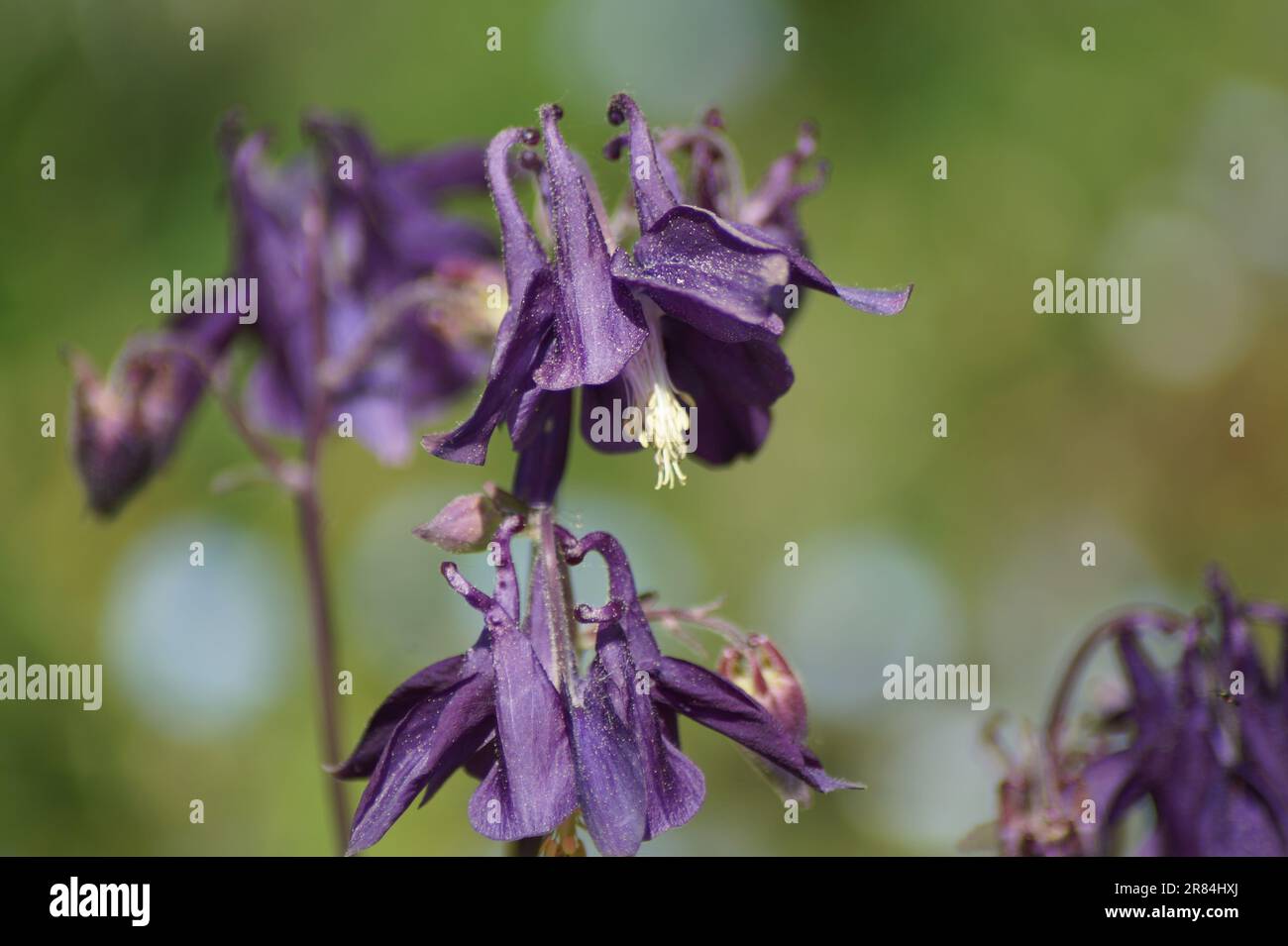 purple flower of the common columbine Stock Photo