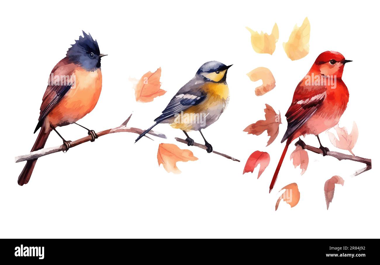 watercolor set vector illustraton of bird on a branch isolated on white ...