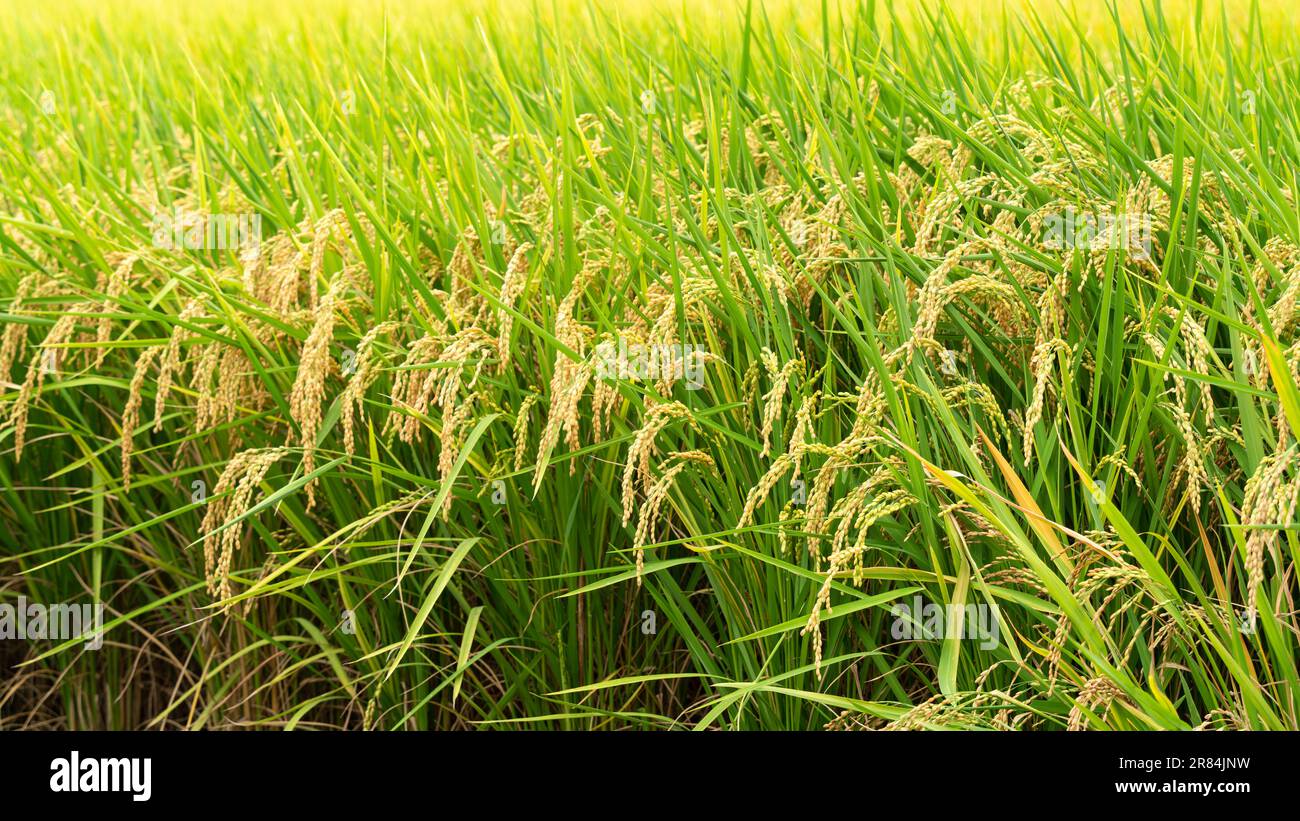 Golden paddy field swaying over sunset day time in Asia. Raw short grain rice crop stalk with ears detals, organic agriculture farming concept. Stock Photo