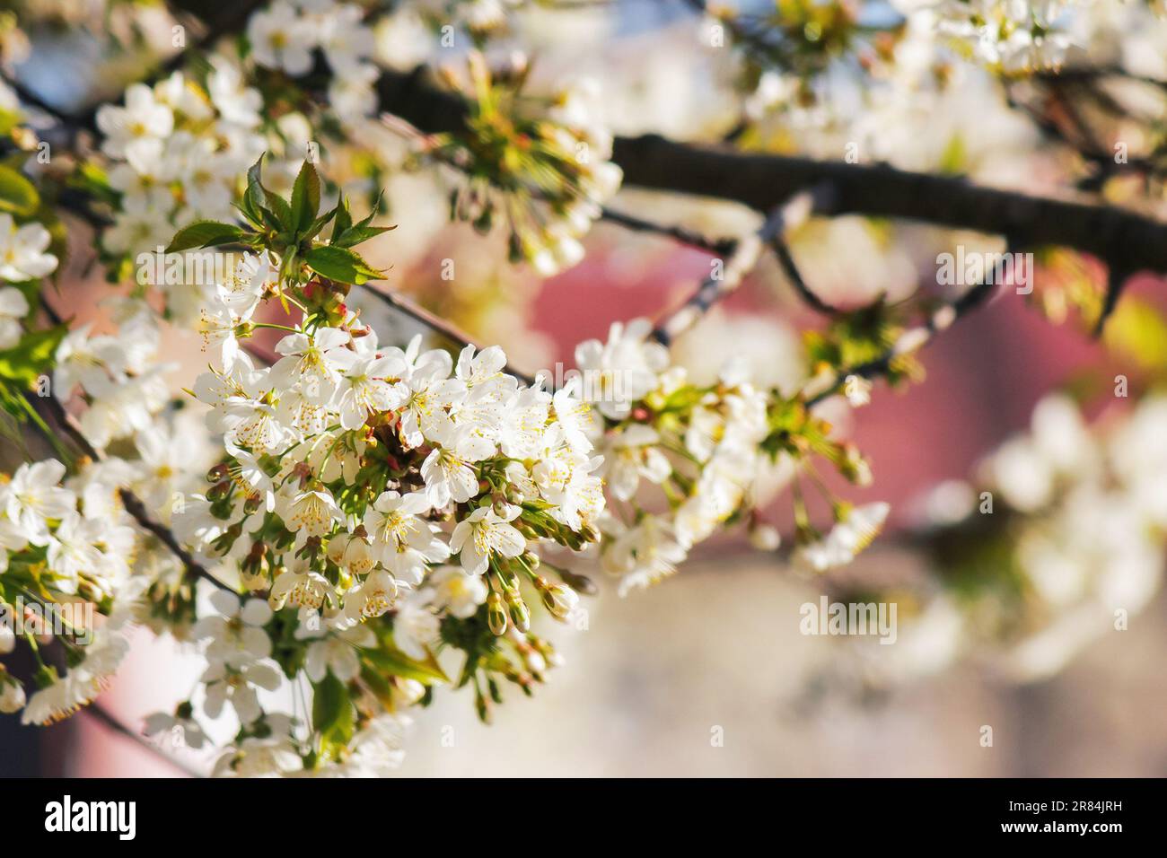 decorative apple blossom in the park. nature background with white flowers Stock Photo