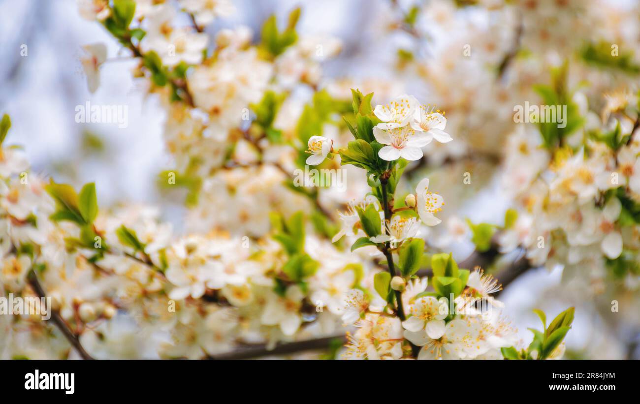 blossoming apple twig in the garden. spring holiday background Stock Photo
