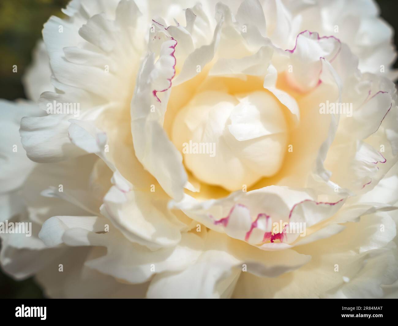 blooming white tree peony, flowering plant, close up view Stock Photo
