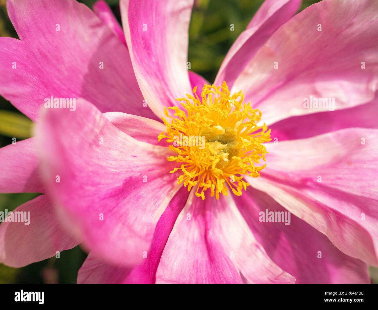 flower core of blooming pink tree peony, flowering spring flower, close up view with copy space Stock Photo