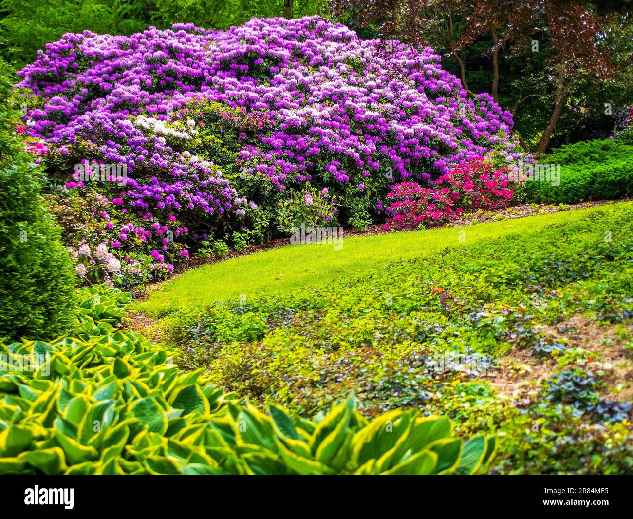 spring season meadow with blooming rhododendron shrubs Stock Photo