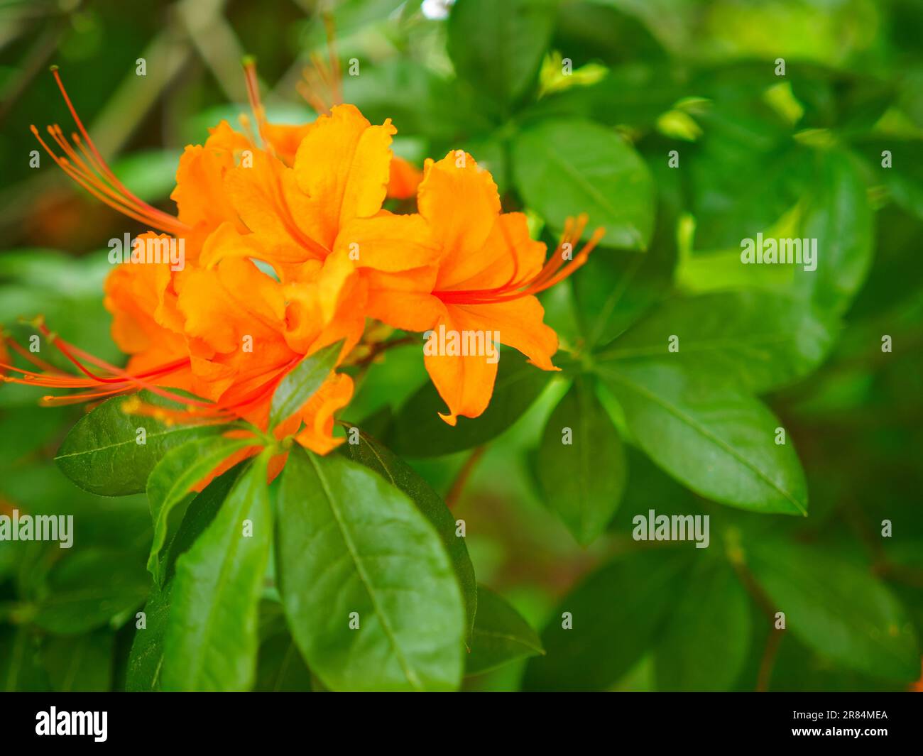 flame azalea flowers, golden orange color rhododendron flowers, close up photo Stock Photo