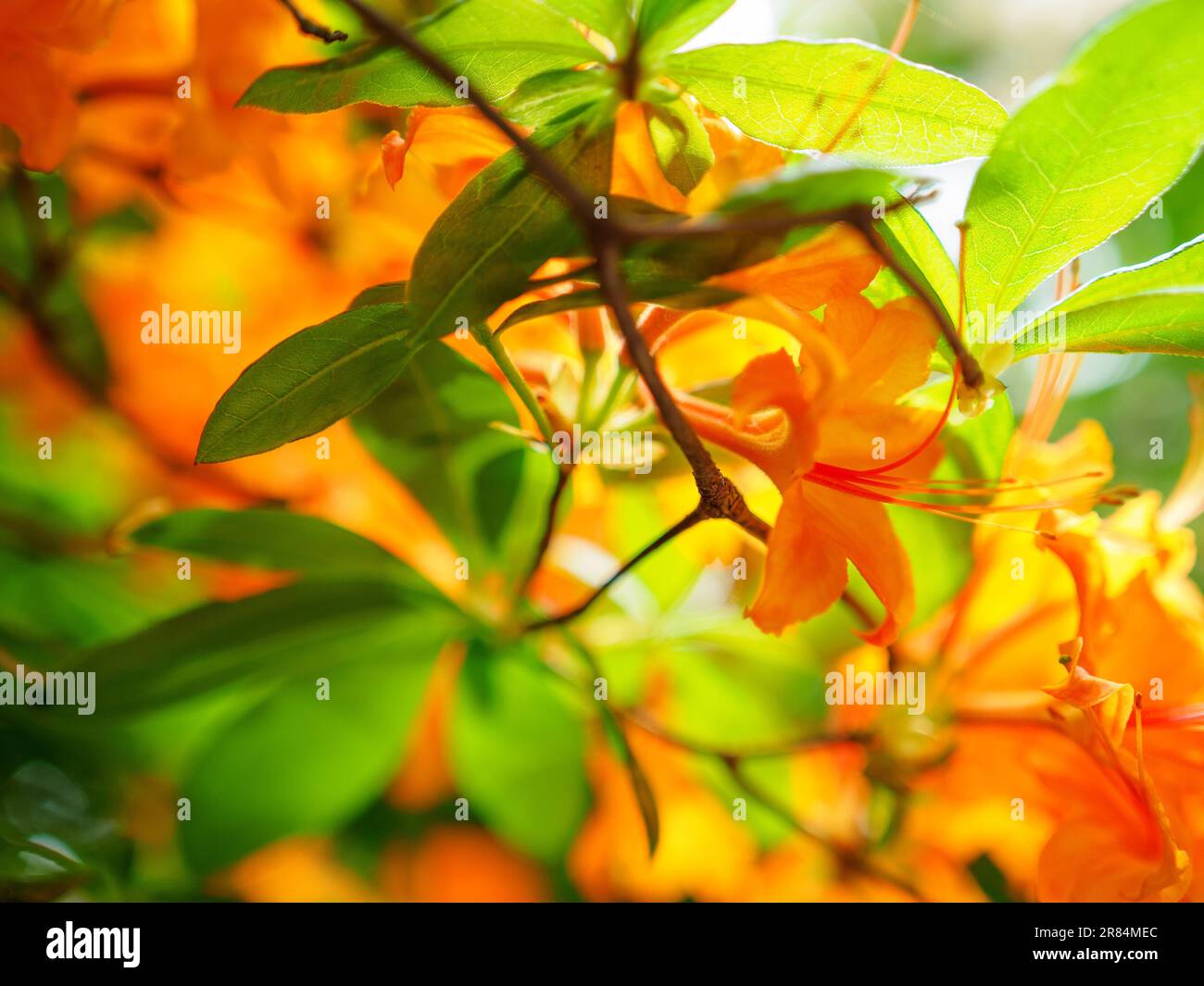 flame azalea flowers, golden orange color rhododendron flowers, close up photo Stock Photo