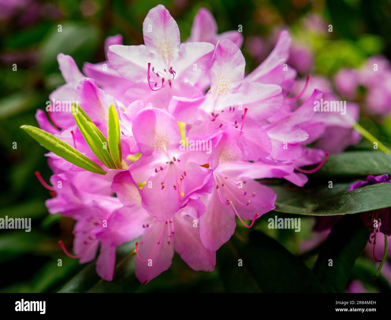 beautiful blooming pink rhododendron shrub, flowering plant in a summer garden, close up photo Stock Photo