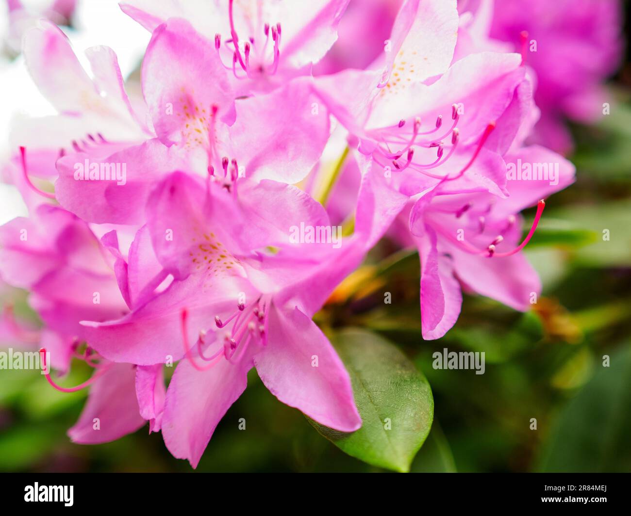 beautiful blooming pink rhododendron shrub, flowering plant in a summer garden, close up photo Stock Photo