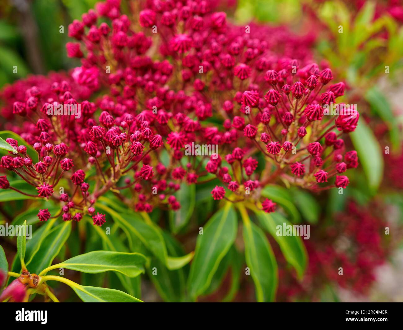 mountain laurel, kalmia latifolia or spoonwood, calico bush, flowering plant, close up photo Stock Photo