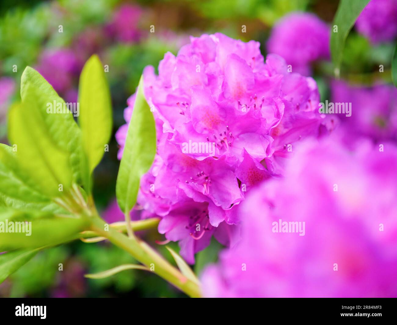 purple blooming rhododendron shrub, flowering plant, close up photo Stock Photo