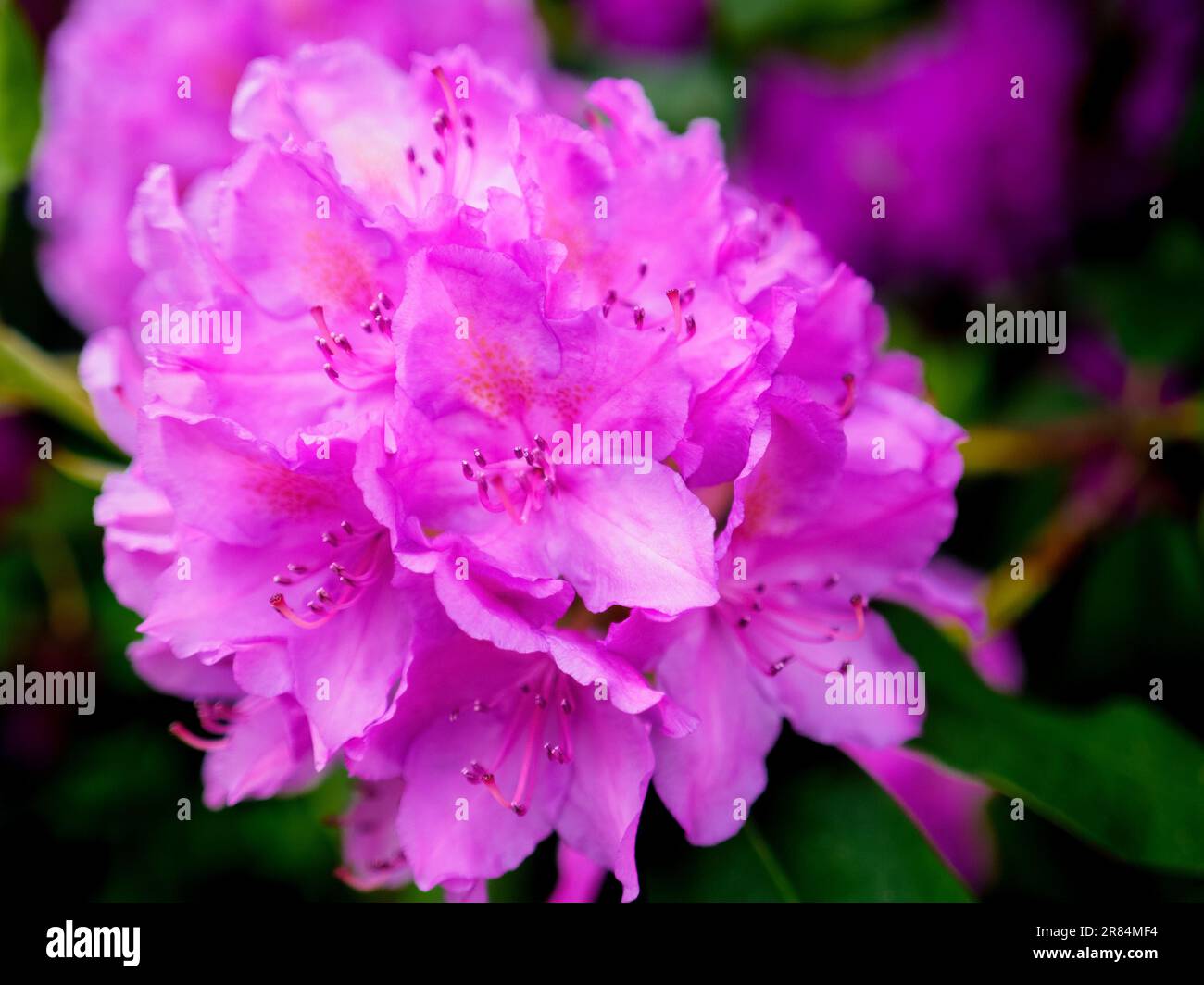 purple blooming rhododendron shrub, flowering plant, close up photo Stock Photo