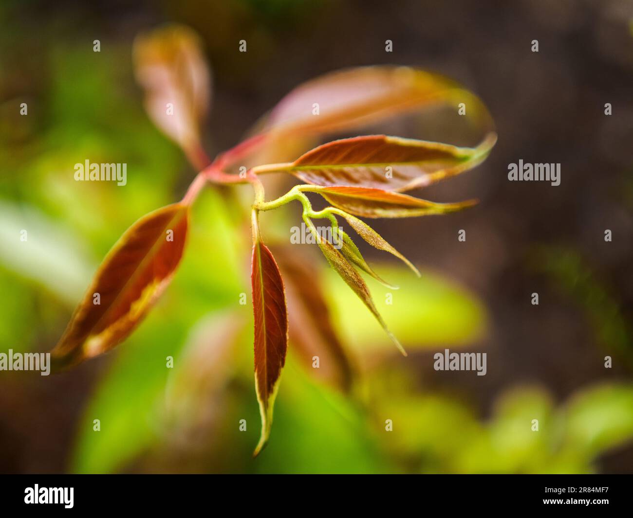 tiny plant twig with small leaves, beauty in nature, close up photo Stock Photo
