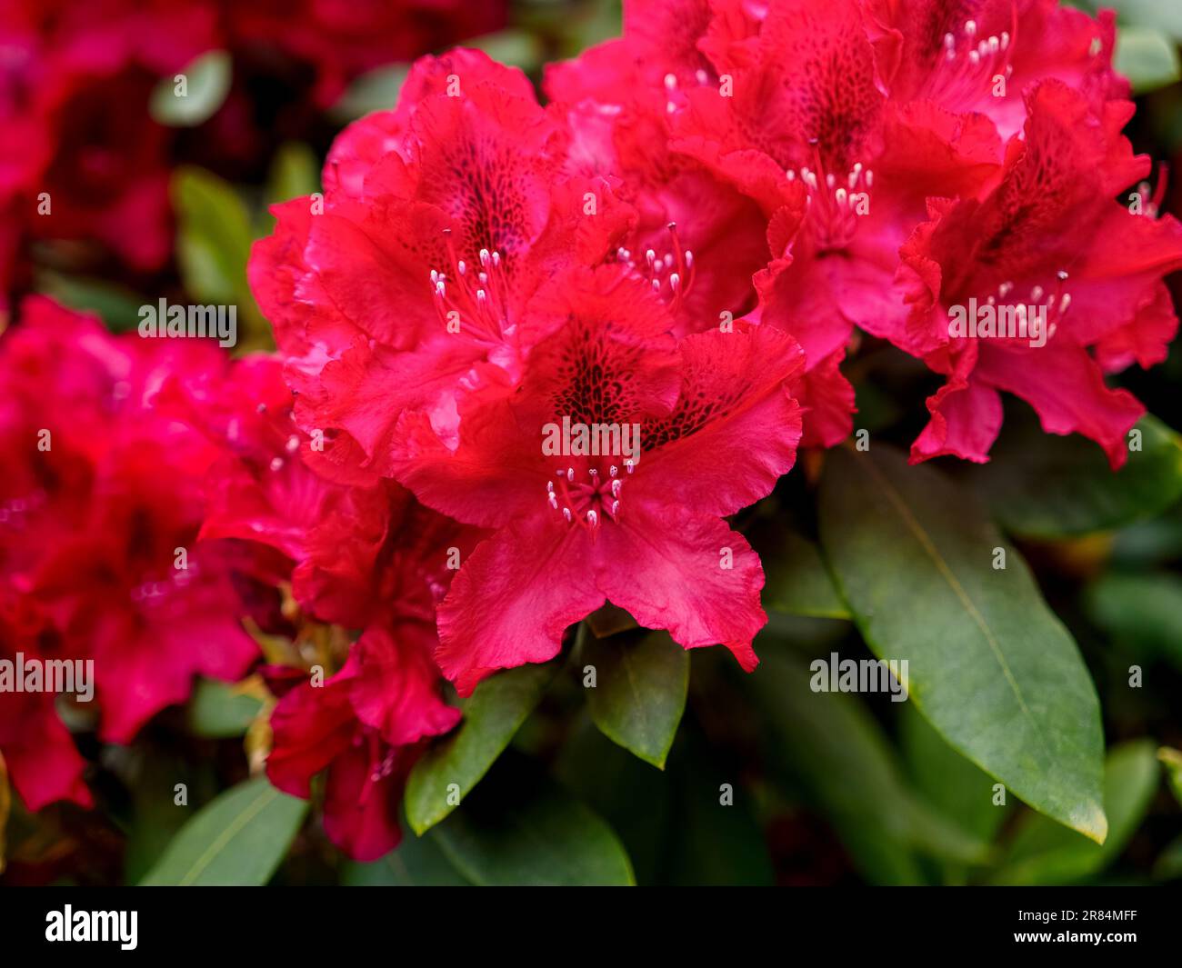 beautiful blooming maroon rhododendron shrub, flowering plant in a summer garden, close up photo Stock Photo