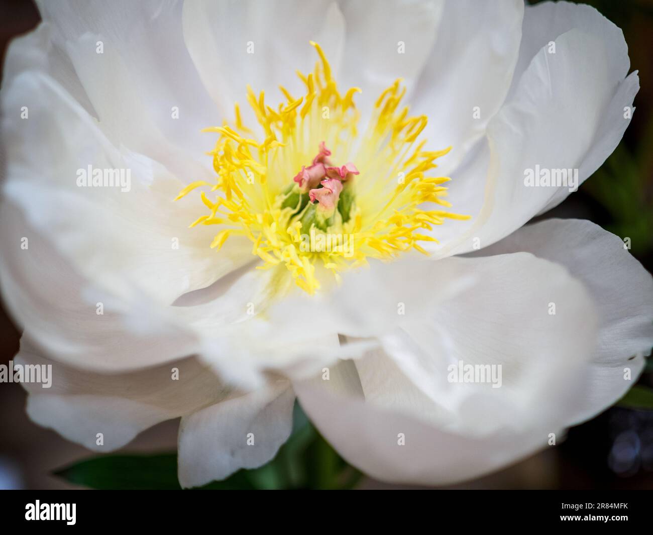 white tree peony, flowering plant, close up view Stock Photo