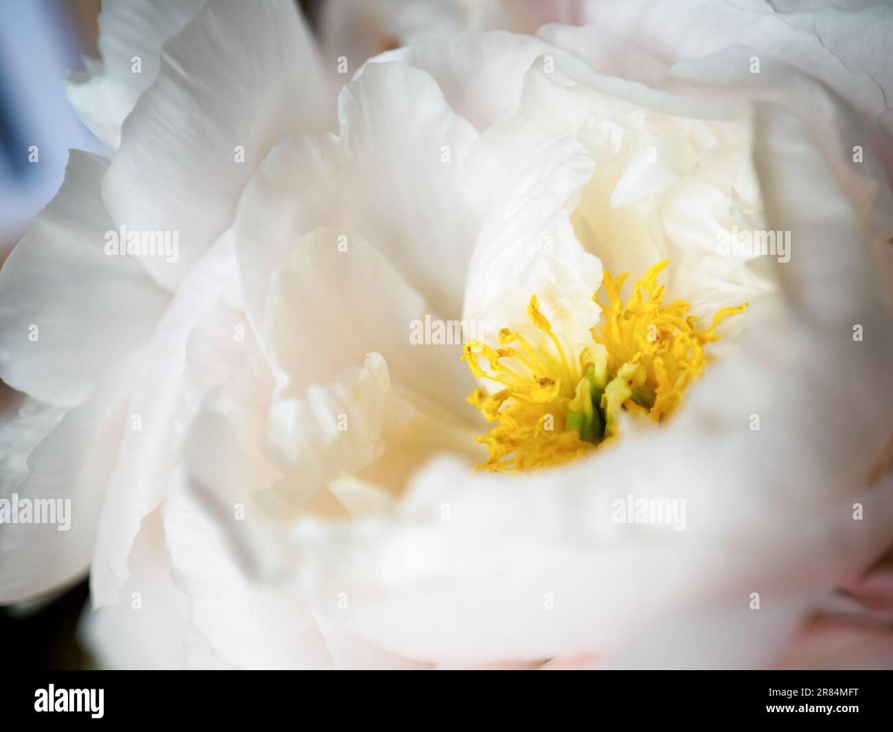 white tree peony, flowering plant, close up view Stock Photo