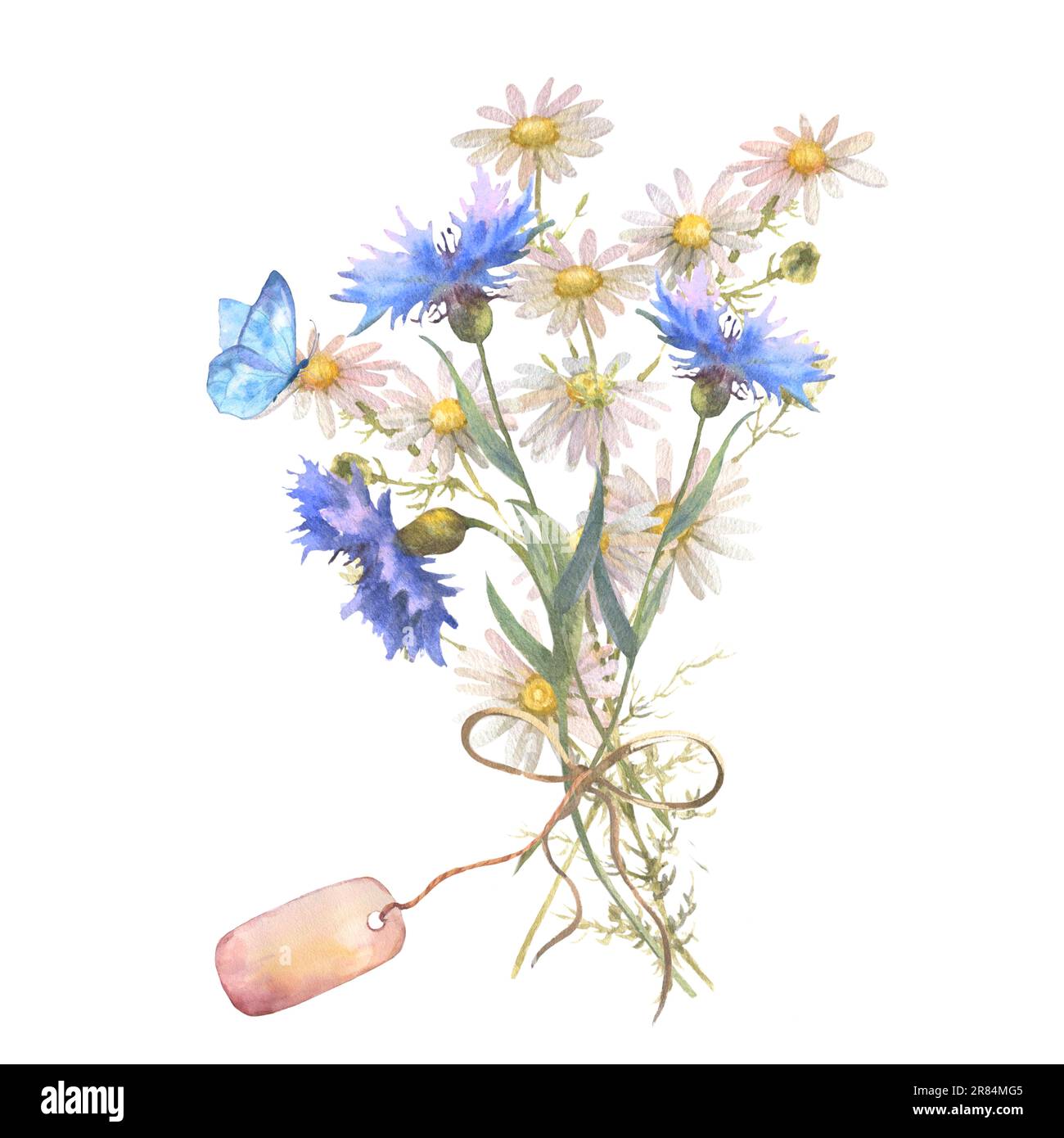 Watercolor botanical illustration, wild flowers bouquet with blue Cornflower herb and chamomile and with butterflies, isolated on white background Stock Photo