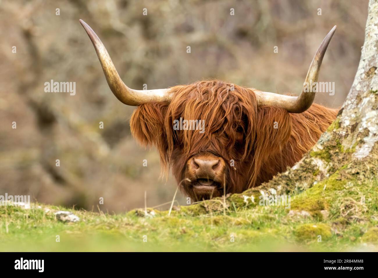 A Scottish brown highland cow with big horns in a pasture Stock Photo ...