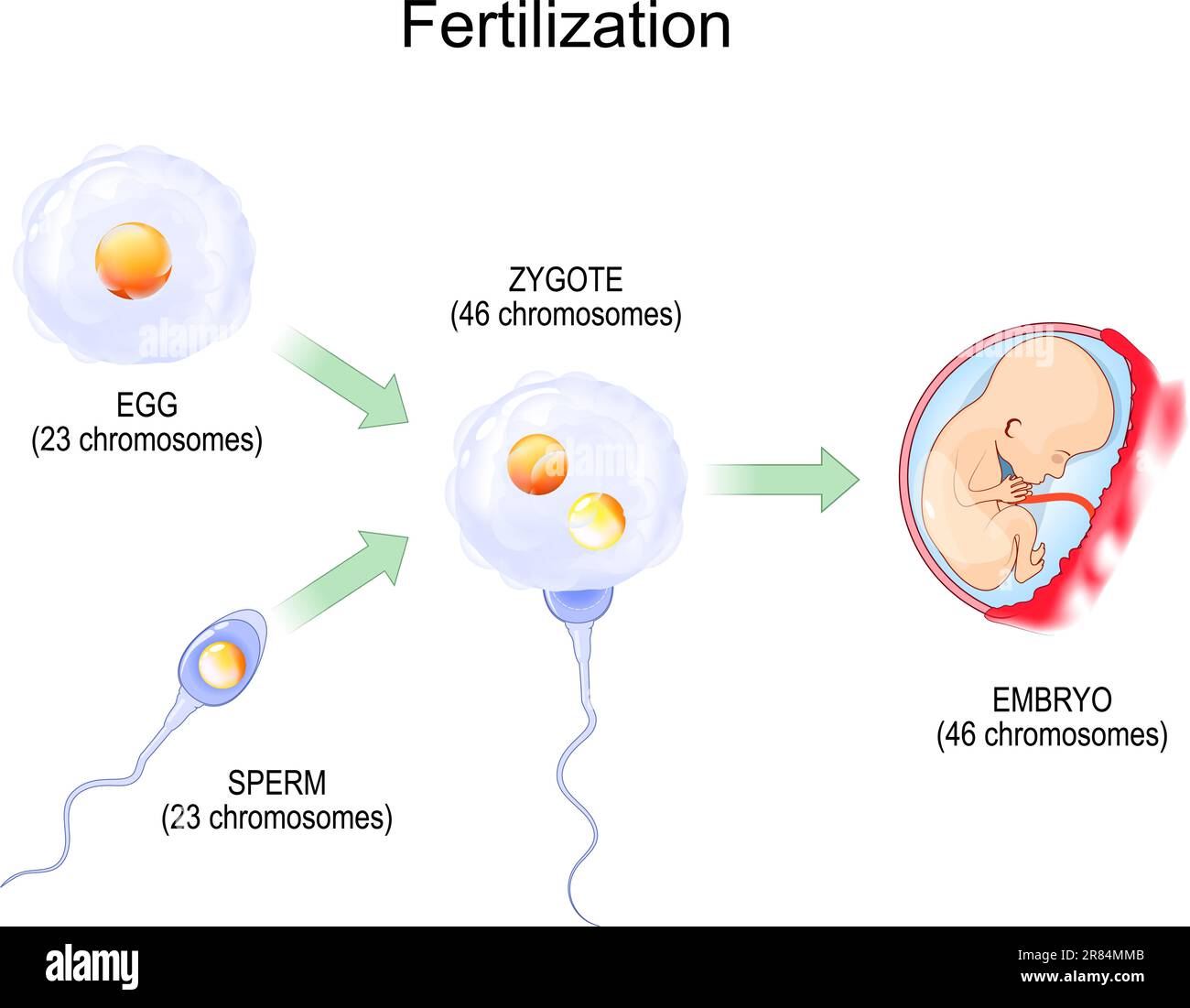 Fertilization. Fertilisation. Zygote is egg plus sperm. Fusion of two haploid gametes to form a diploid zygote then Embryo. vector illustration. Biolo Stock Vector