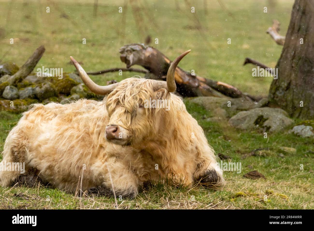 A Scottish Highland cow with big horns in a field Stock Photo - Alamy