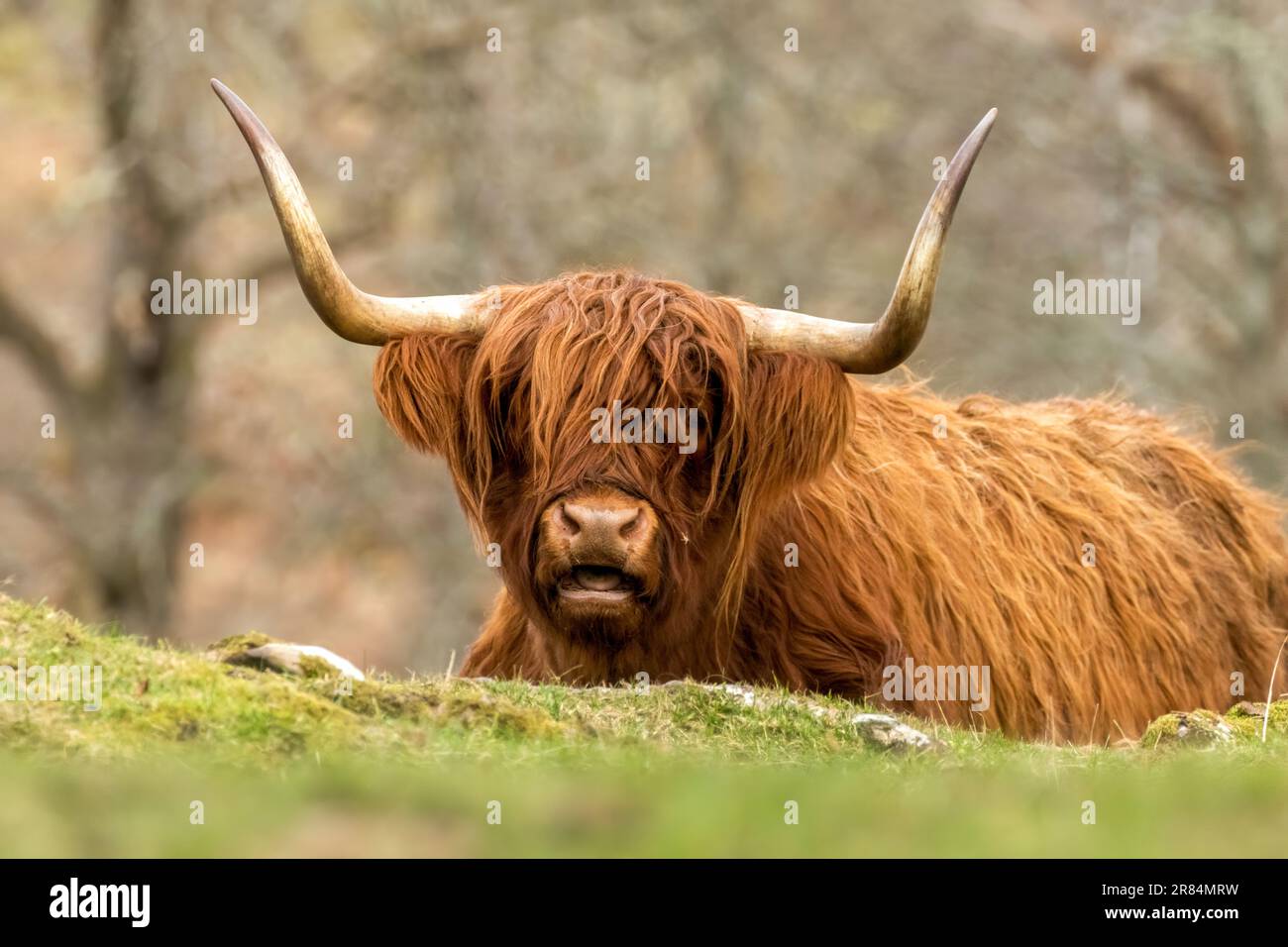 A Scottish brown highland cow with big horns in a meadow Stock Photo ...