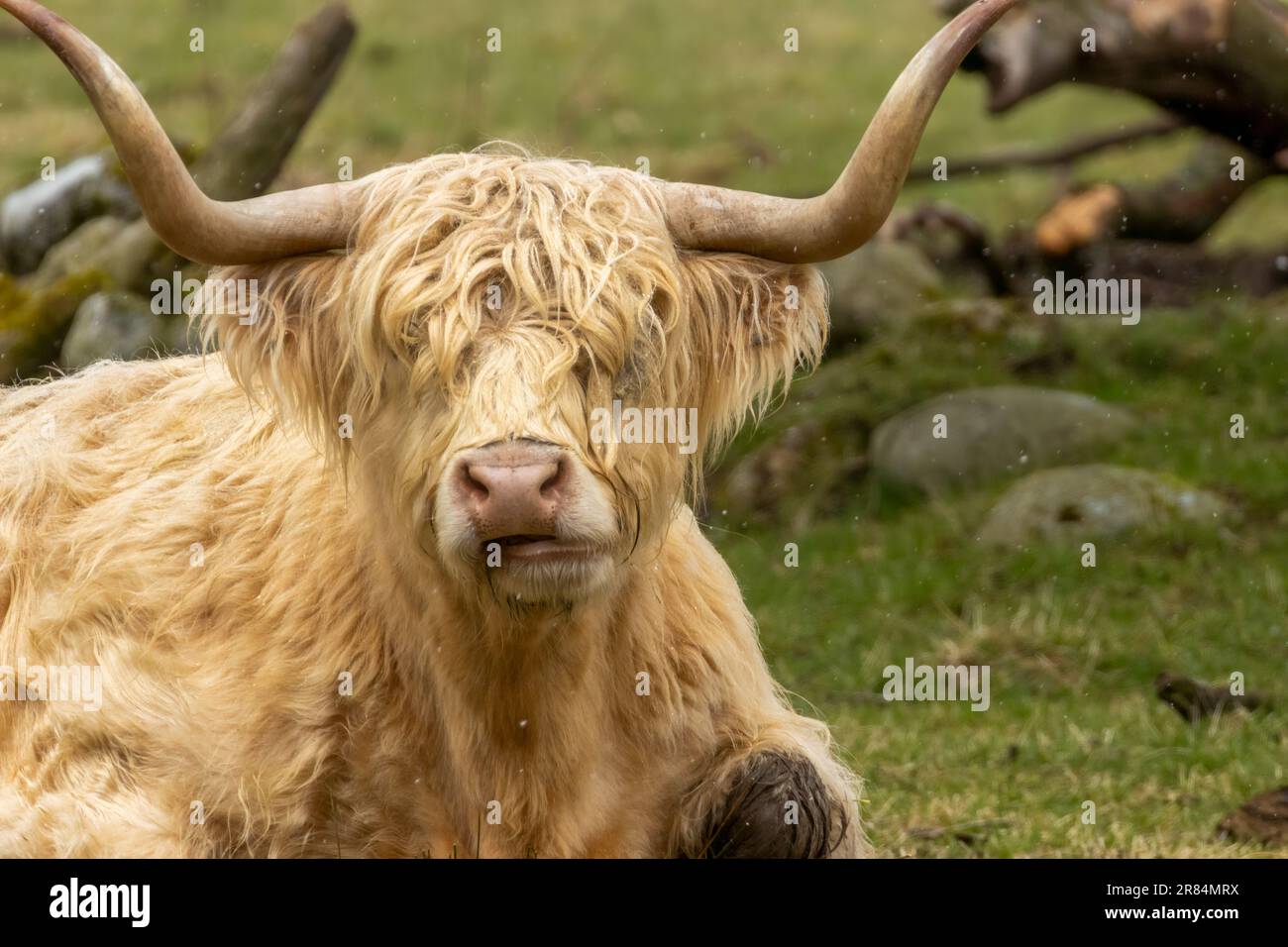 A Scottish highland cow with big horns in a field Stock Photo - Alamy