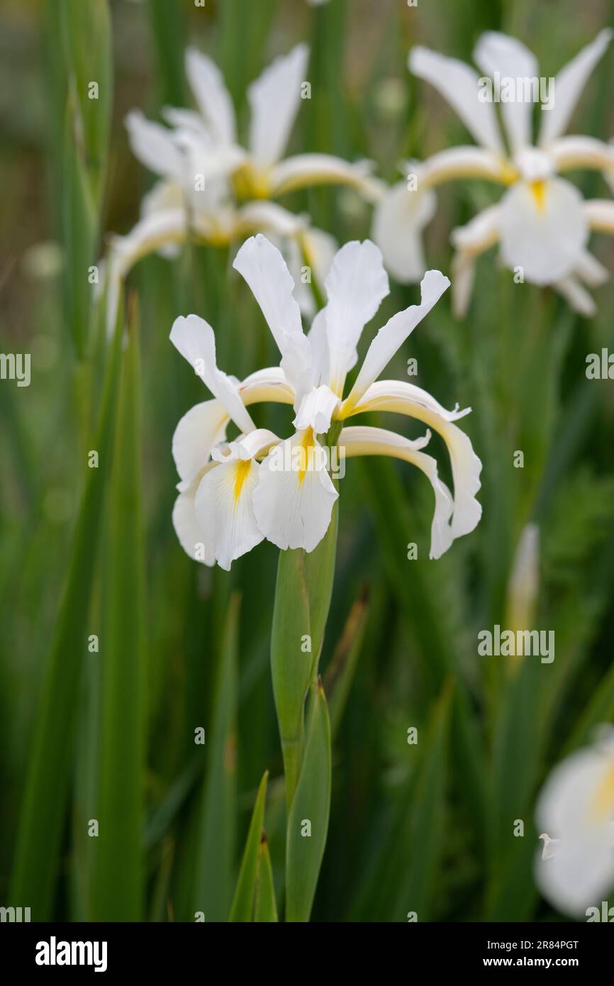 Iris orientalis 'Frigiya' Stock Photo