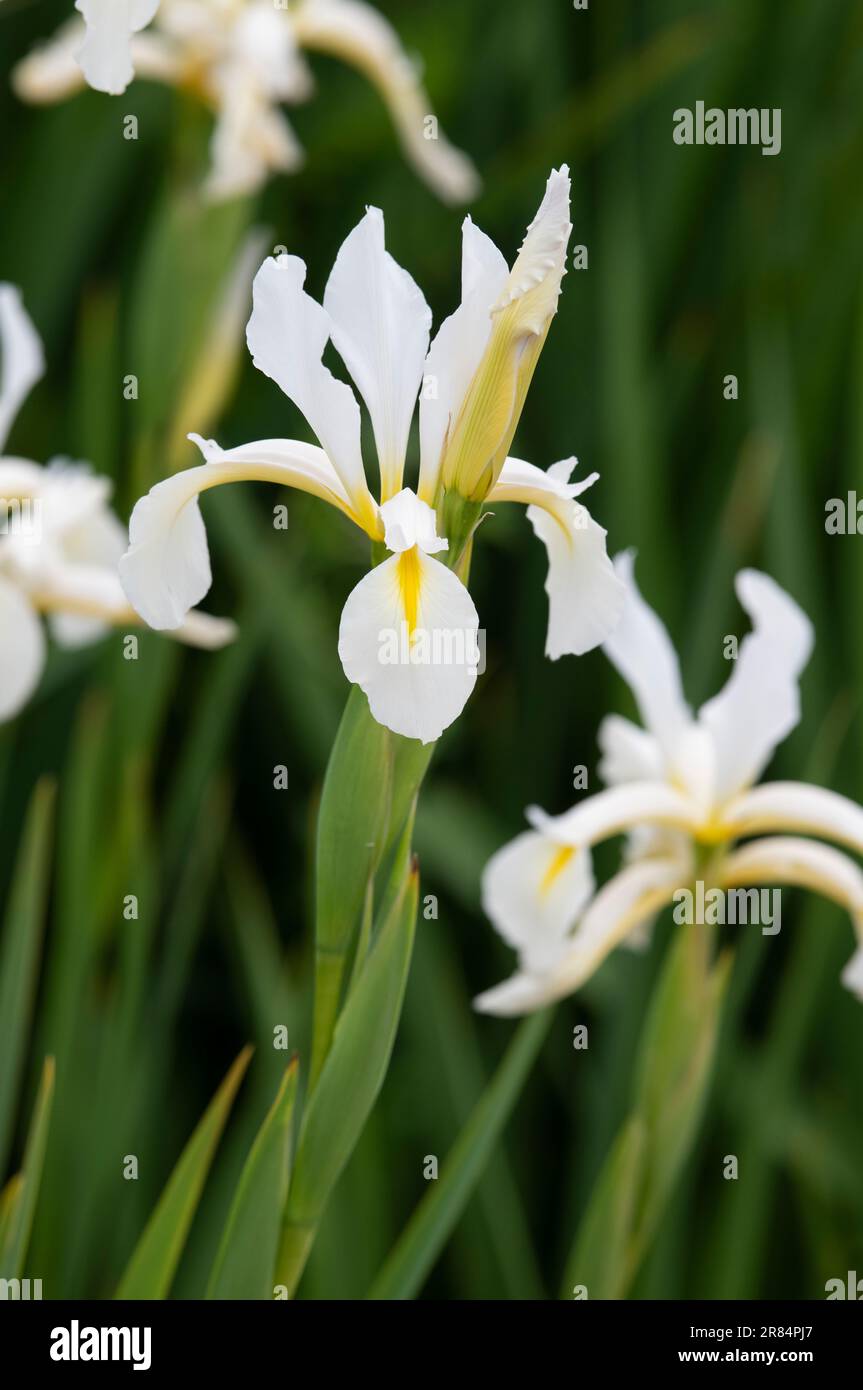 Iris orientalis 'Frigiya' Stock Photo