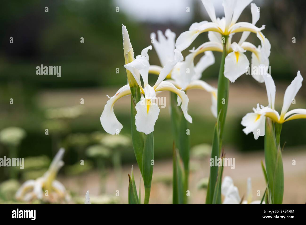 Iris orientalis 'Frigiya' Stock Photo