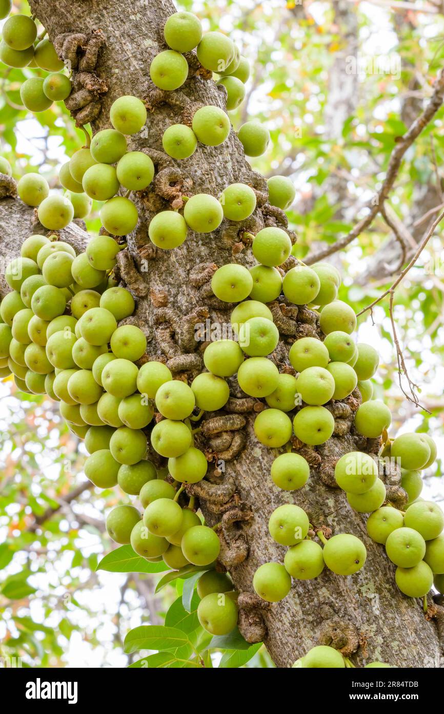 Knobbly fig tree (Ficus sansibarica) fruit growing on tree stem, Kruger national park, South Africa. Stock Photo