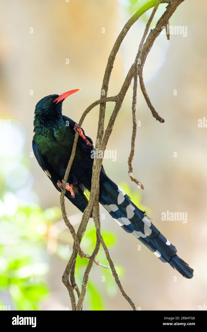 Green wood-hoopoe (Phoeniculus purpureus) perched in tree with backlight, Kruger national park., South Africa. Stock Photo