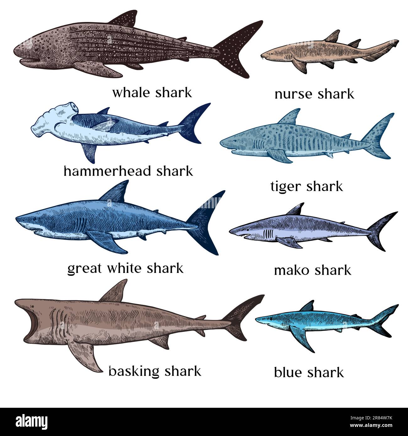 Types of sharks. Big set of hand drawn ink illustrations in retro engraving style. Great white shark, tiger shark, hammerhead shark and other sea pred Stock Vector
