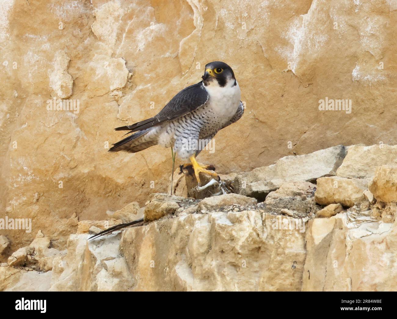 A Peregrine Falcon on a quarry cliff face in the Cotswold Hills UK Stock Photo