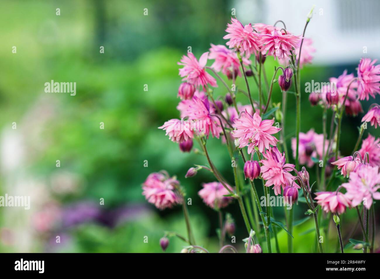 Abstract of lovely Aquilegia vulgaris 'Clementine Salmon-Rose' blossoms in the flower garden. Selective focus with blurred foreground and background. Stock Photo