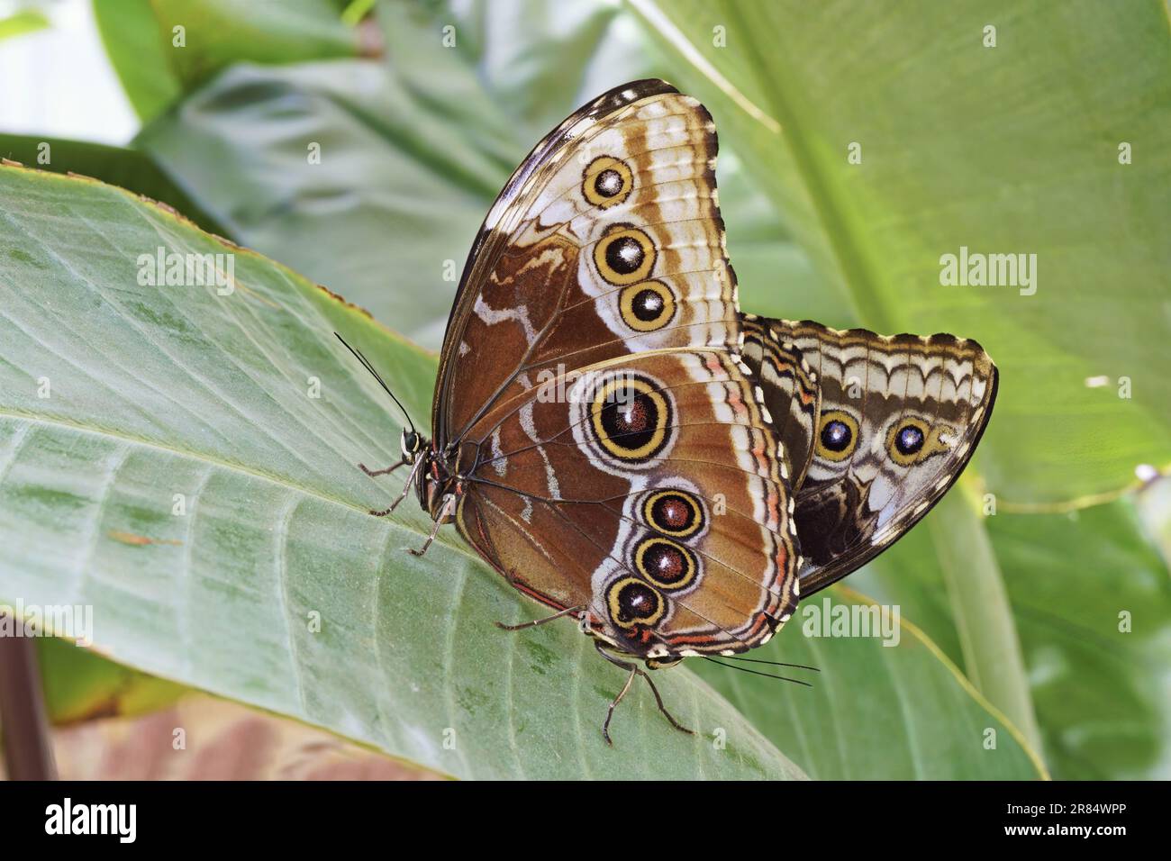 Peleides blue morpho butterflies in mating, underside, Morpho peleides, Nymphalidae Stock Photo