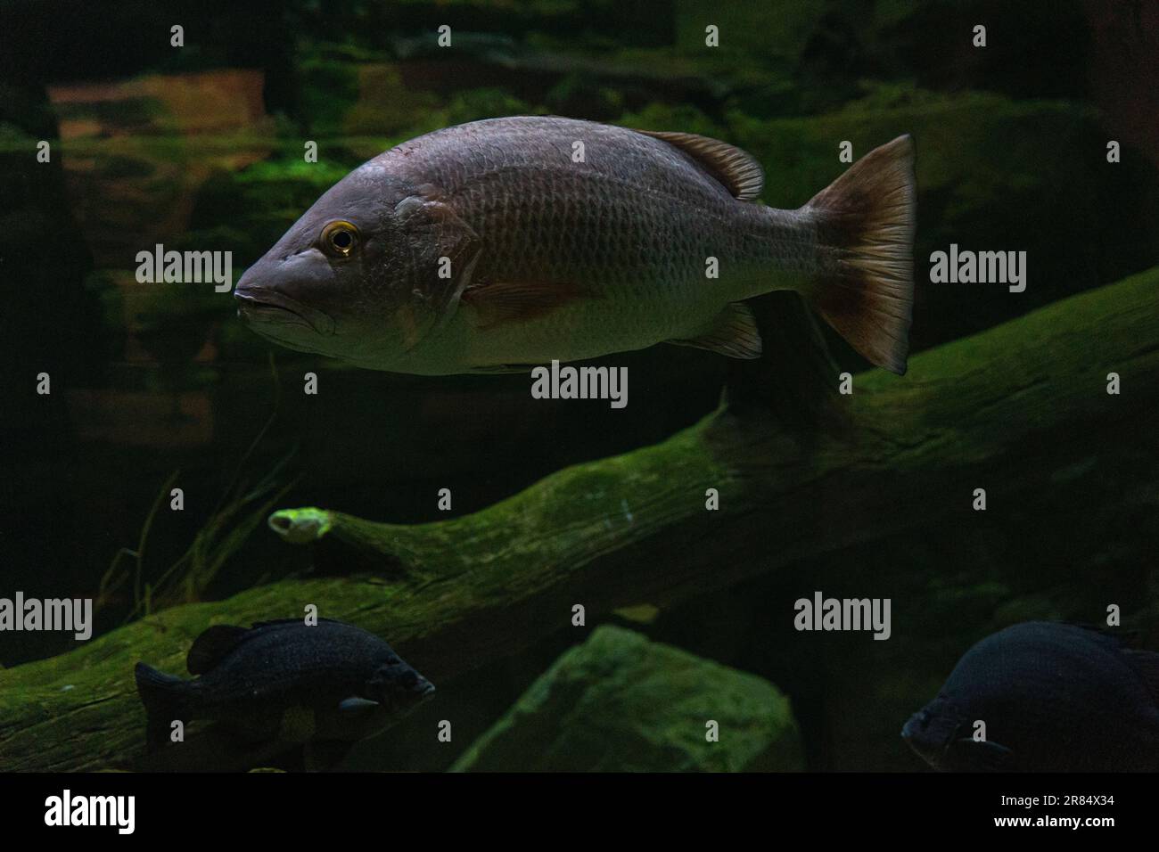 Mangrove Jack, Lutjanus argentimaculatus,Creek Red Bream, Dog Bream, Mangrove Red Snapper
