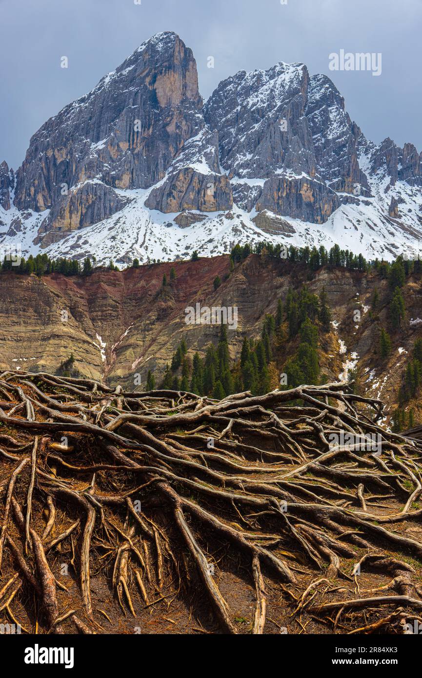 Tree roots in front of the Geisler / Odle mountain peaks in the Italian province of South Tyrol in the Dolomite Mountains. This famous mountain massif Stock Photo