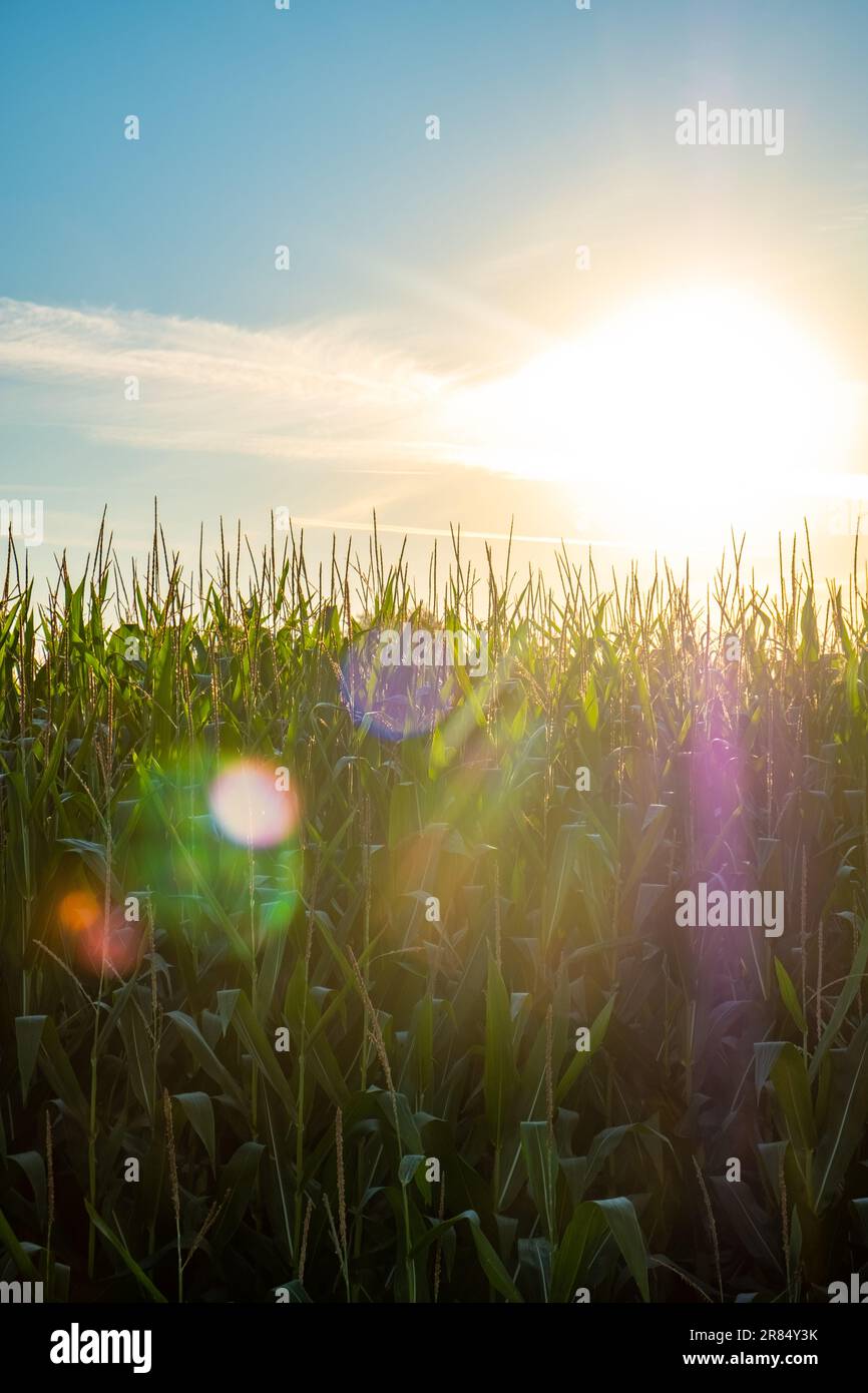 Corn field at sunset or sunrise with a blue sky and some soft clouds in ...