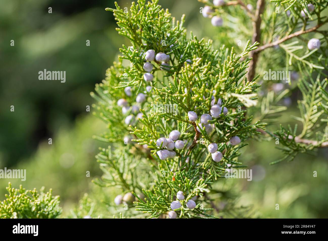 Used to flavour beer hires stock photography and images Alamy