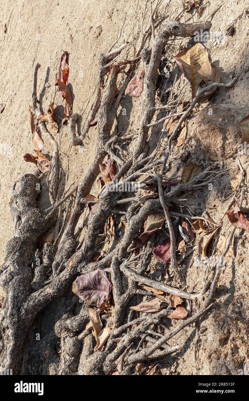 Roots of tree on sand, wood texture.Root of large Ficus, on sea coast ...