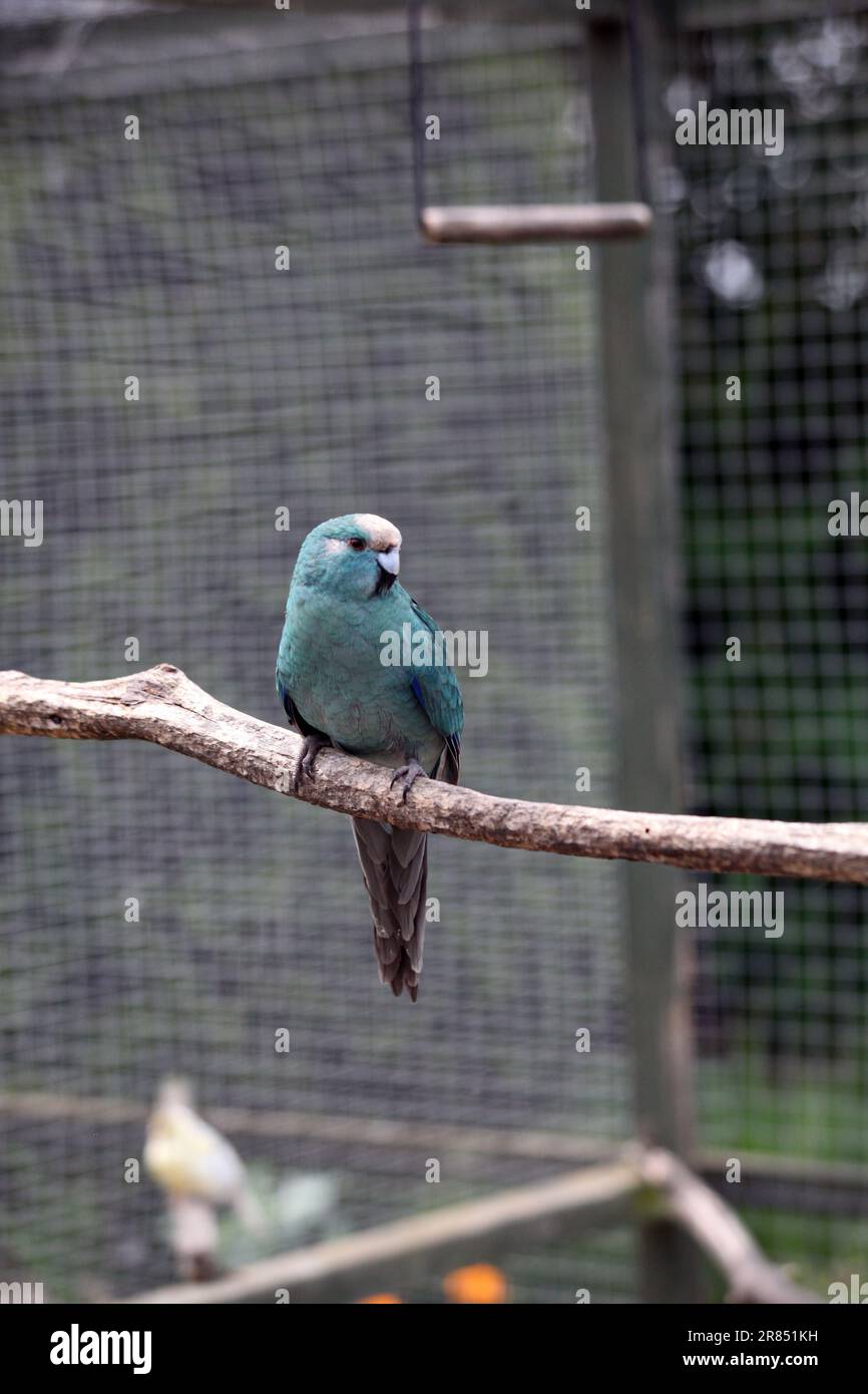 Kakariki or common parrot Stock Photo Alamy